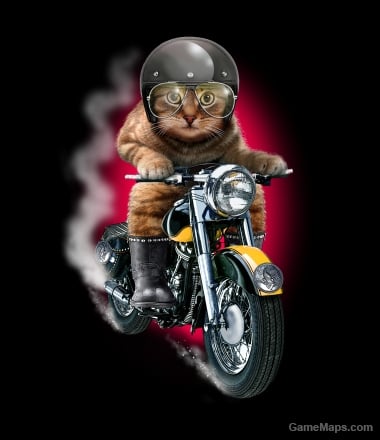 Biker Cat