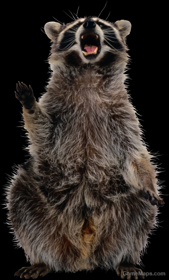 francis raccoon