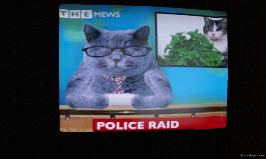 Cat News