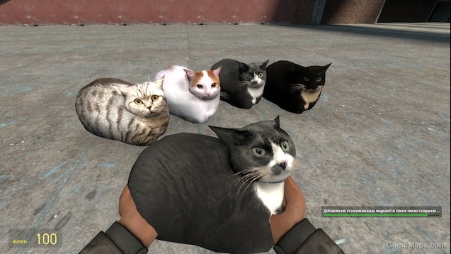 Cat