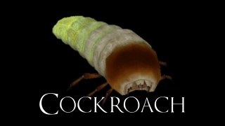 Antlion Grub