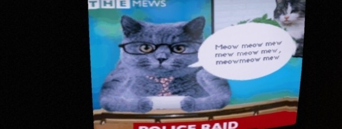 Cat News