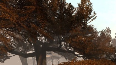 Autumn Trees