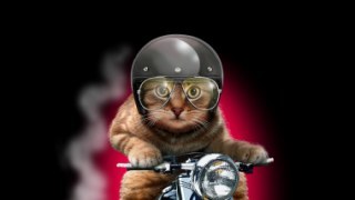 Biker Cat