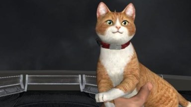 Cat Gun