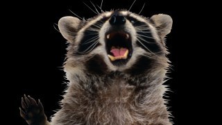 francis raccoon
