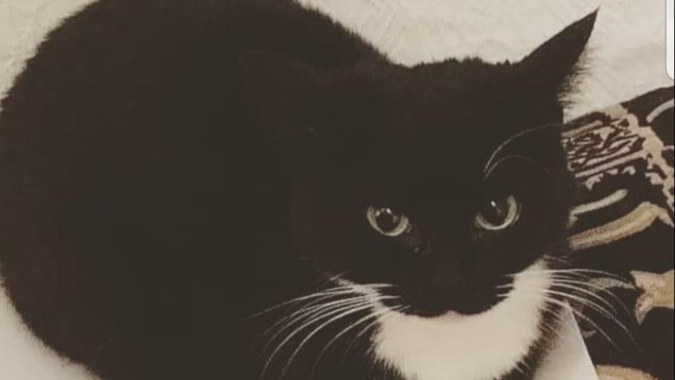 Maxwell the Launchable Cat [grenade rounds replacement]
