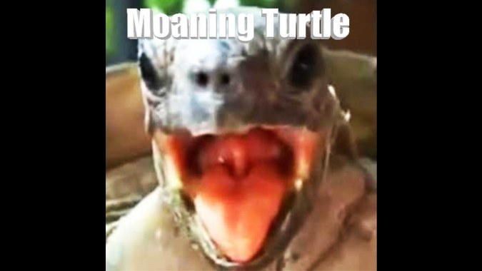 Turtles Moaning for Jockey