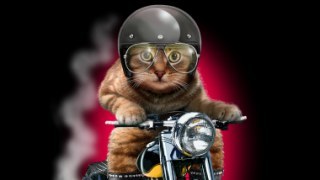 Biker Cat