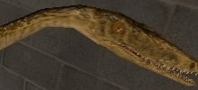 Coelophysis