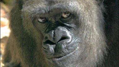 Gorilla