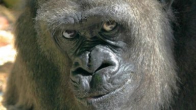 Gorilla 67 v2