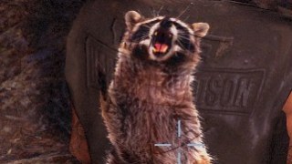 francis raccoon