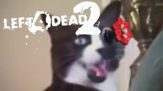 hl cat