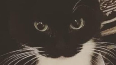 Maxwell the Launchable Cat [grenade rounds replacement]