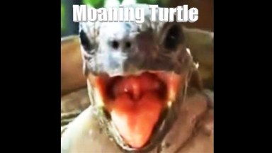 Turtles Moaning as Healing Sound