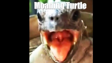 Turtles Moaning for Jockey