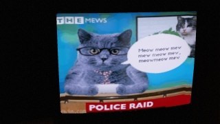 Cat News