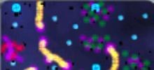 5DA2map02