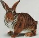 littlerabbit