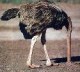 A Rampant Ostrich