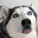 ShiroiHusky