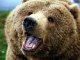 a_bear