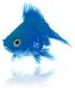 BluegoldF15H88