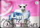 lambi