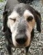 slydog30