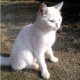 jasminethecat