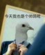 ycliang
